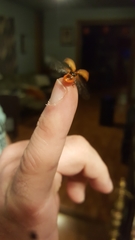 Harmonia axyridis
