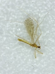 Empicoris winnemana