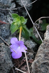 Achimenes longiflora