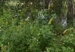 Crotalaria goreensis