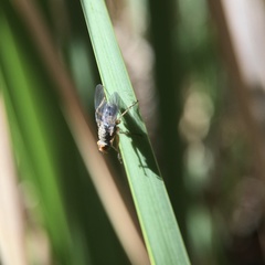 Pygophora apicalis