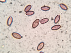Ascobolus lignatilis