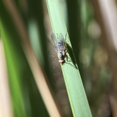 Pygophora apicalis