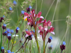 Anacamptis papilionacea papilionacea