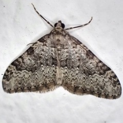 Nebula ibericata