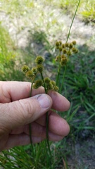 Juncus brachycarpus