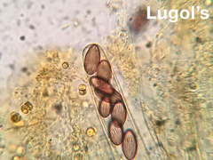 Ascobolus lignatilis