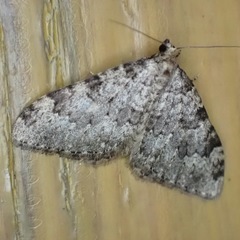 Nebula ibericata