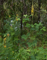 Crotalaria goreensis