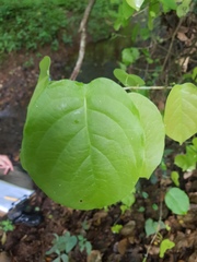 Coccoloba acapulcensis