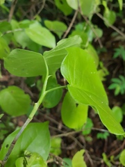 Coccoloba acapulcensis