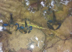 Macrobrachium hancocki