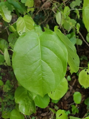 Coccoloba acapulcensis