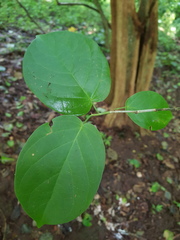 Coccoloba acapulcensis