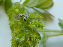 Pachyprotasis nigronotata