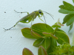 Pachyprotasis nigronotata