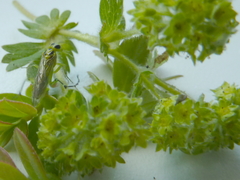 Pachyprotasis nigronotata