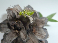 Pachyprotasis nigronotata