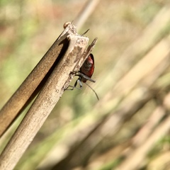 Leptocoris mitellatus