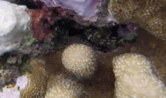 Sebastapistes cyanostigma