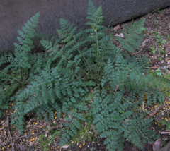 Corydalis cheilanthifolia