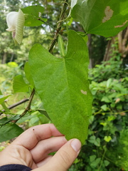 Centrosema sagittatum