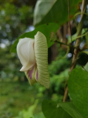 Centrosema sagittatum