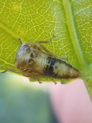 Rhytidodus decimusquartus