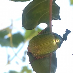 Brachysternus prasinus