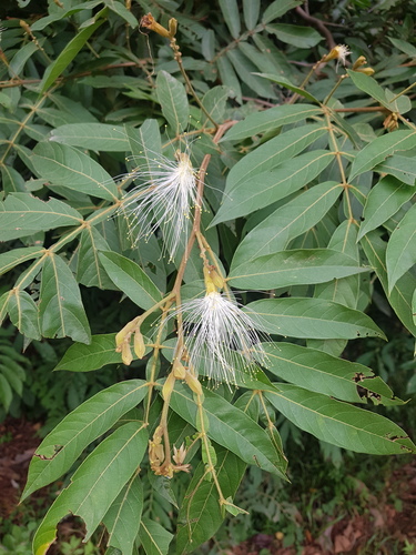 Inga vera - Whole tree