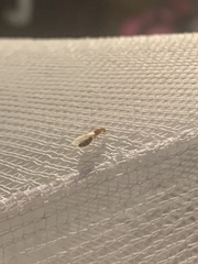 Crematogaster steinheili