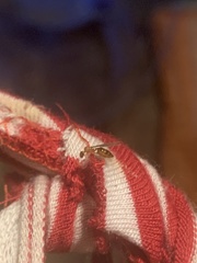 Crematogaster steinheili