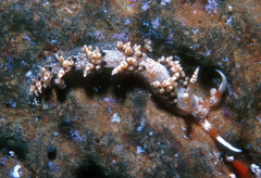 Phidiana semidecora