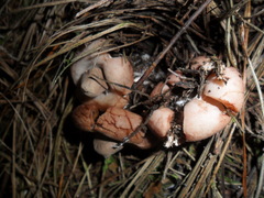 Geastrum