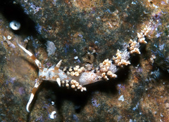 Phidiana semidecora