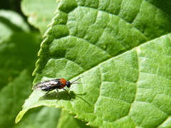 Eutomostethus ephippium