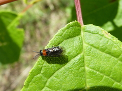 Eutomostethus ephippium