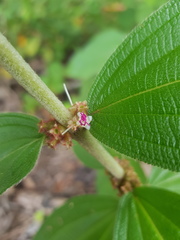 Miconia sericea