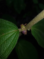Miconia sericea