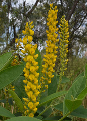 Crotalaria mitchellii