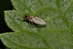 Lonchoptera bifurcata