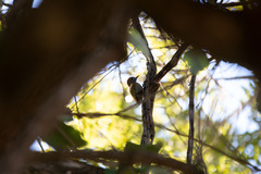 Dryobates passerinus