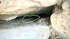 Thamnophis marcianus