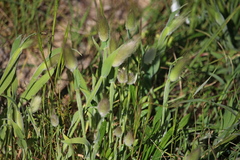 Hare's tail grass