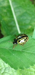Calligrapha polyspila