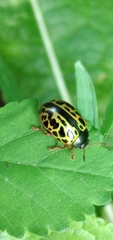 Calligrapha polyspila