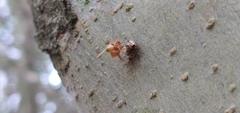 Cryptachaea