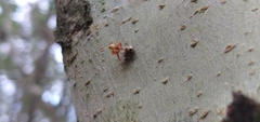 Cryptachaea