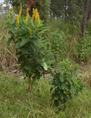 Crotalaria mitchellii