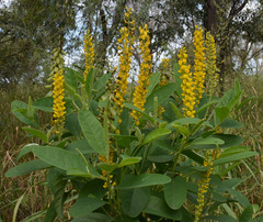 Crotalaria mitchellii